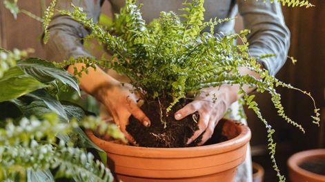 Estos detalles ayudan a sostener el equilibrio que la planta necesita para crecer sin humedad natural.