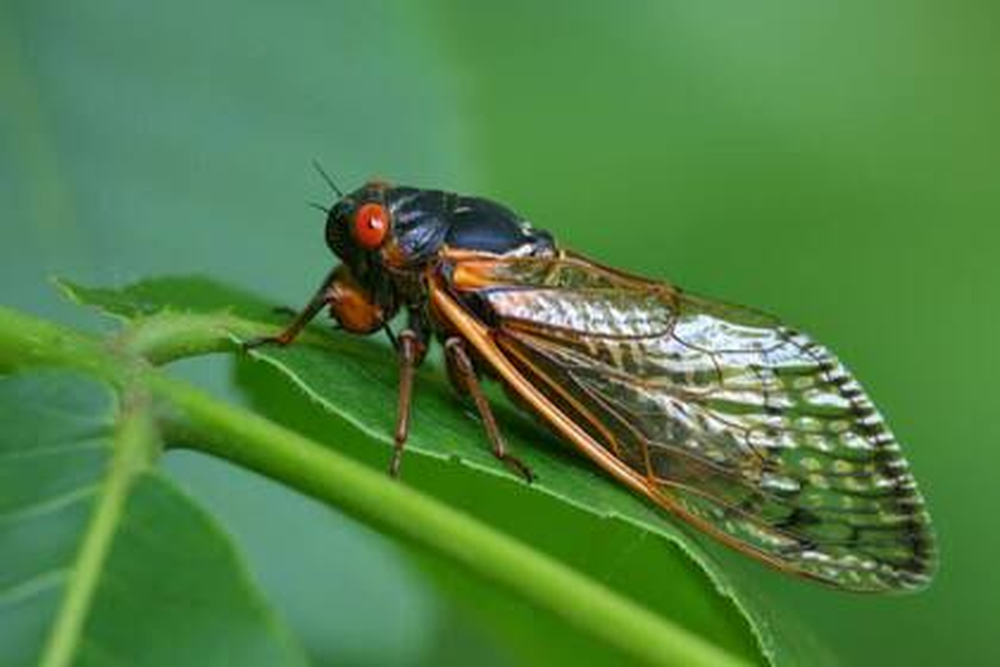 cigarras
