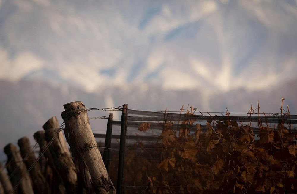 Falta uva, las previsiones no son las esperadas y con ello, el que ahorró en vino, está especulando para ver si puede conseguir un valor superio. Foto: Ignacio Blanco / Los Andes