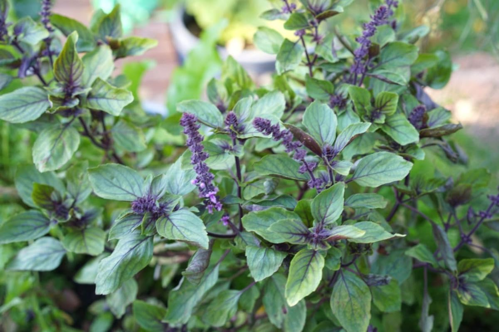 Una planta sorprendente protege tu jardín y facilita la jardinería de tus plantas.