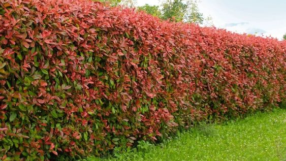 Las hojas rojas de este tipo de plantas logran un jardín perfecto todo el año.