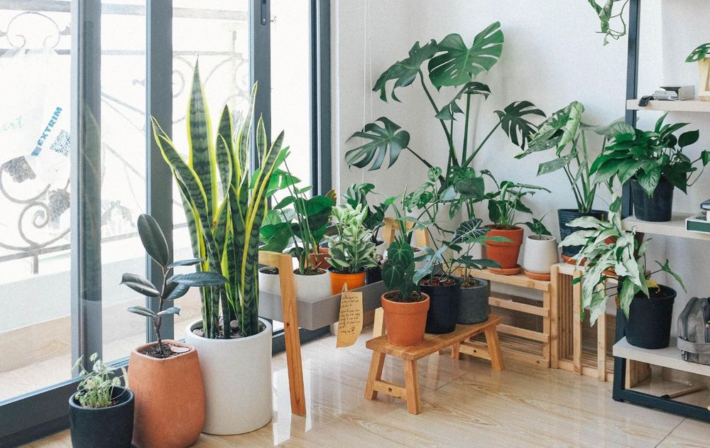 Respirar mejor es posible con algunas especies de plantas que transforman el aire del hogar.