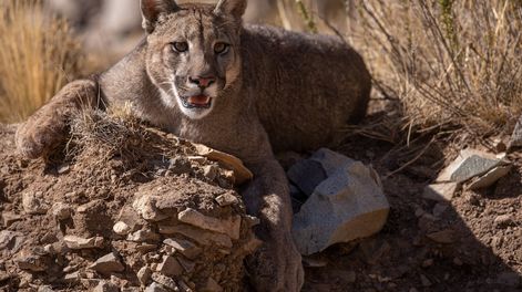 Los Andes | Día del Medio Ambiente: dos de cada diez especies animales se encuentran amenazadas en Argentina. Foto: Gentileza Martín Pérez (@cuyo.birding.3)