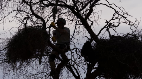 Impactantes fotos y videos: así es el osado trabajo para obtener imágenes de un águila en peligro de extinción