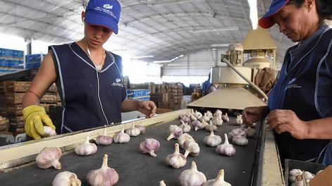 Los Andes | Los productores agrícolas mendocinos anticipan resultados auspiciosos para la producción 2025. Foto: Los Andes