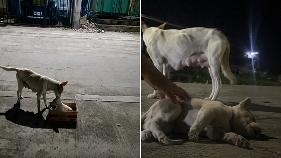 una perra callejera vence su miedo a las personas y busca a una desconocida para salvar a su cria atropellada
