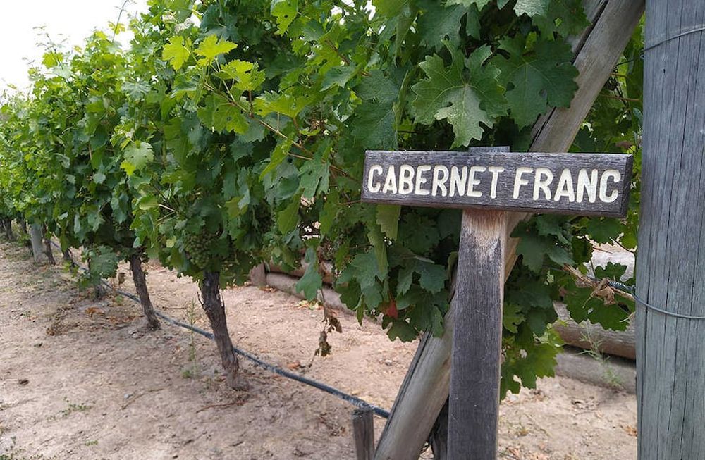 Hoy brindamos a la salud del Cabernet Franc