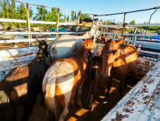 Operativo con drones permitió frenar faena ilegal de caballos en Guaymallén.