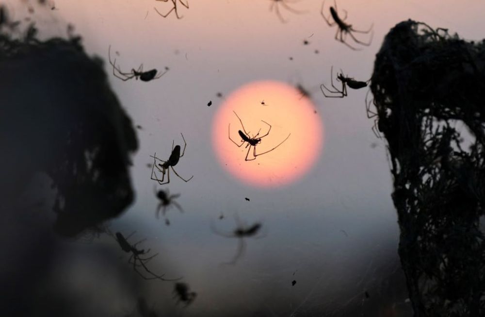 Las impresionantes imágenes de la tela de araña de 1.000 metros que tapó un lago en Grecia