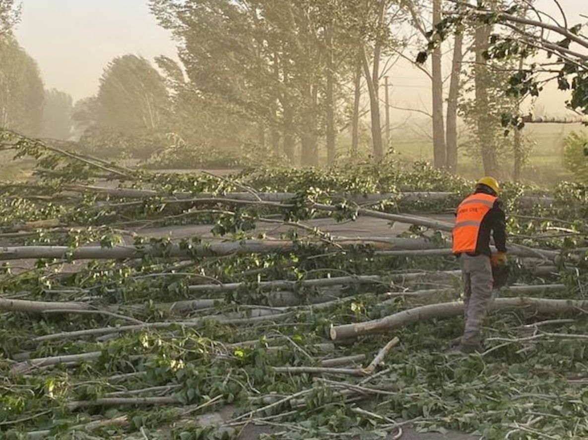 El Zonda provocó el cierre de la ruta 40 a la altura de San Carlos por la gran cantidad de árboles caídos. Foto: Gentileza