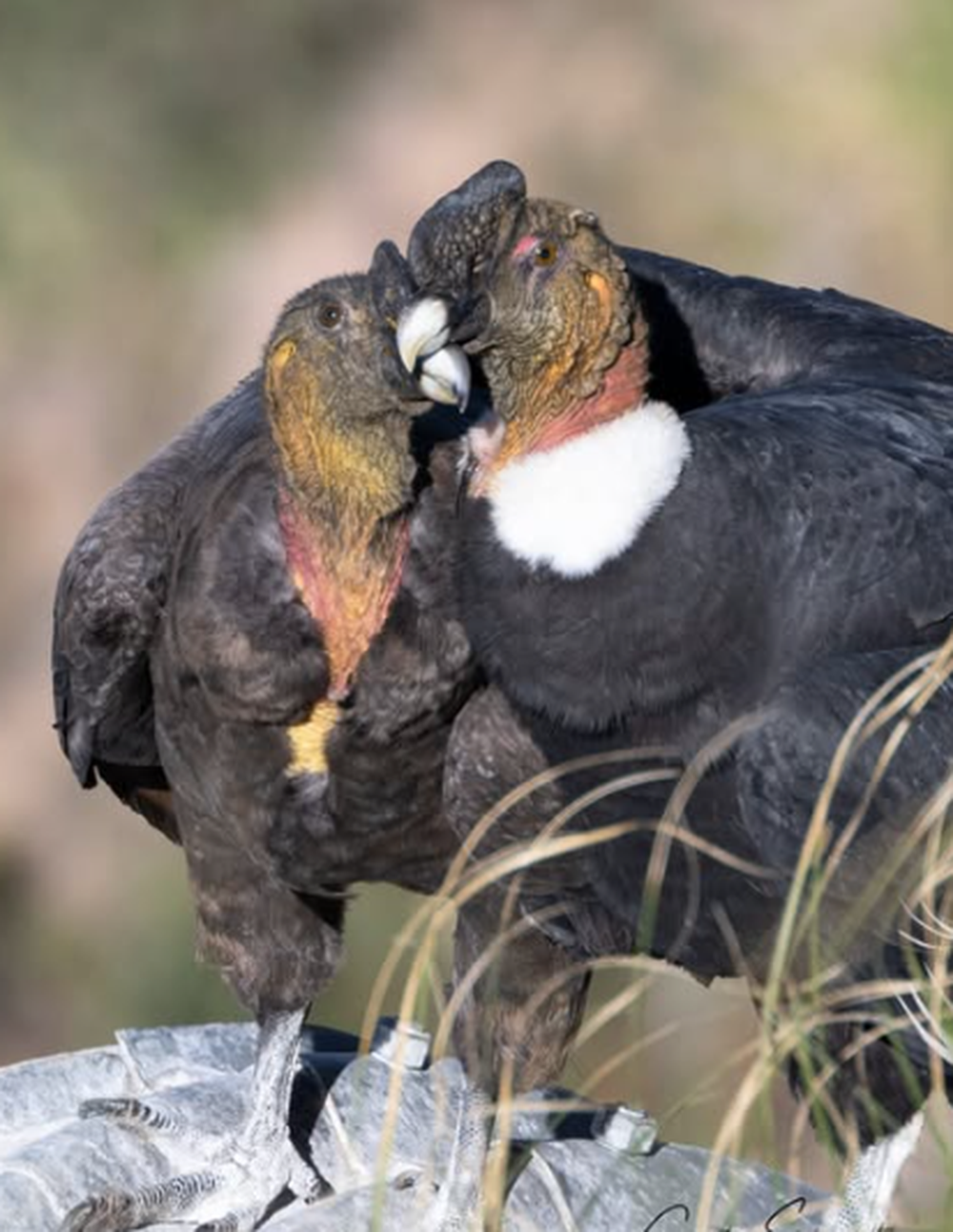 Naturaleza maravillosa: las impresionantes fotos del mendocino que 