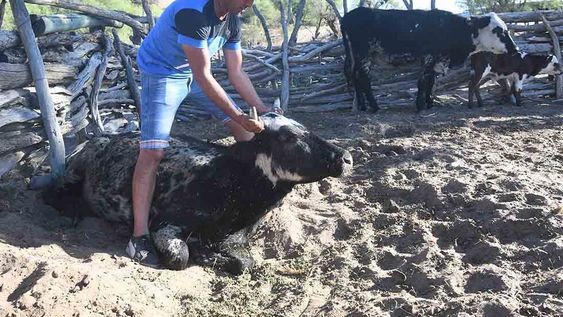 Gustavo Gonzalez de un puesto del paraje El cavadito en el corral con una vaca que murió por la falta de pasturas y agua. Foto: José Gutiérrez / Los Andes
