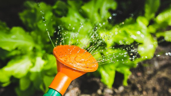 Jardineros respondieron si el agua de arroz sirve para las plantas o es un mito