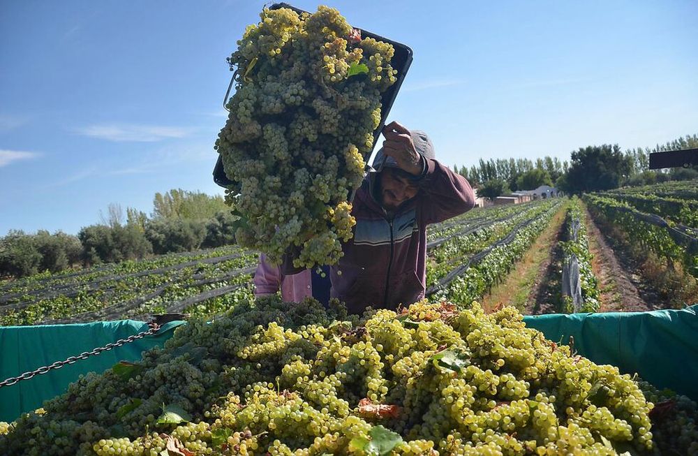 Este año se otorgaron los permisos de exportación a nuevas empresas, entre ellas Incovit, Orion Juice y Uvas Argentinas.