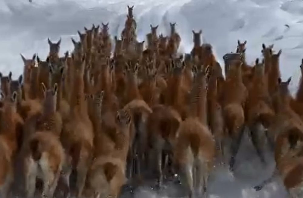 Ni en un documental: la impactante secuencia de un grupo de guanacos corriendo en la nieve en San Carlos. Foto: Gentileza Guardaparques de Alvarado