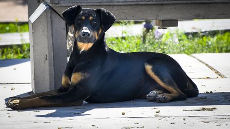 Día del Animal en Guaymallén: una mañana para cuidar y celebrar a nuestros compañeros peludos