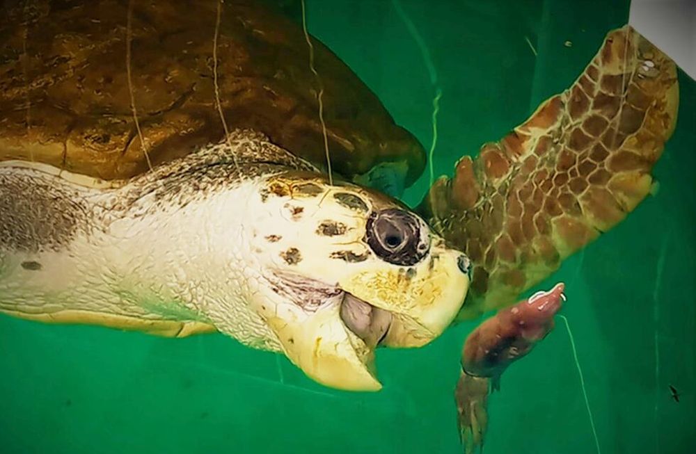 El tortugo Jorge cumple un año en su nuevo hogar en Mar del Plata