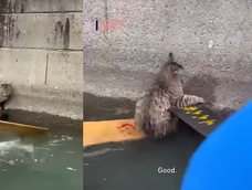 Emotivo rescate de un gato en China.
