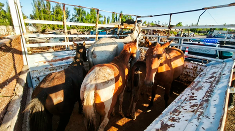 Operativo con drones permitió frenar faena ilegal de caballos en Guaymallén.