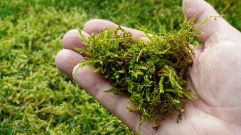 Con este residuo natural, es posible recuperar el jardín verde y saludable.