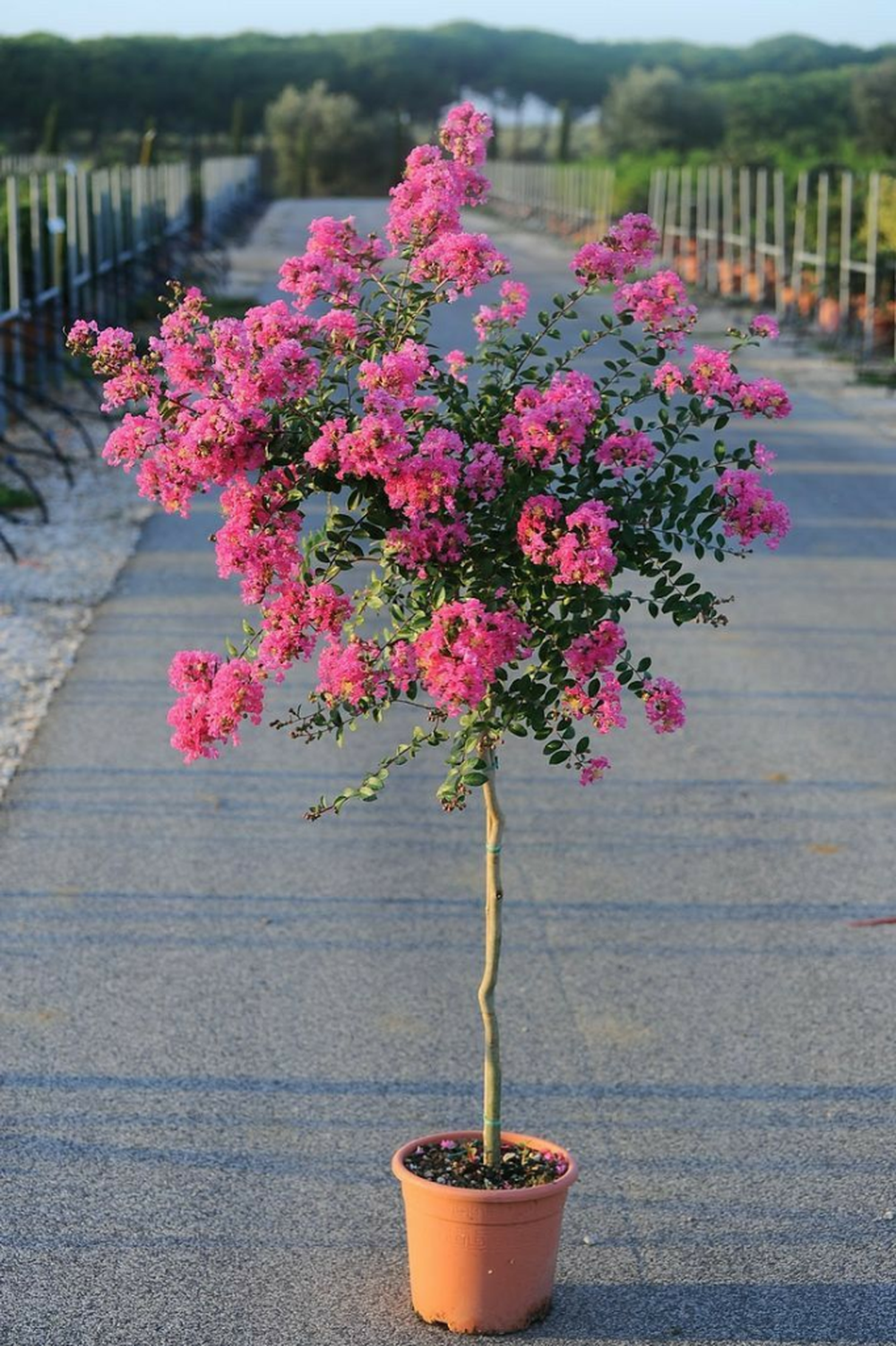 Jard&iacute;n y jardiner&iacute;a eligen plantas nobles que dan sombra sin invadir espacios chicos.