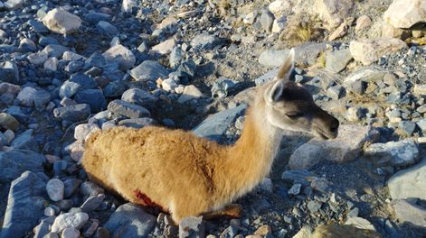 Indignante: encontraron a un guanaco con un balazo en Potrerillos y murió mientras lo asistían. Foto: Gentileza Fundación Cullunche.