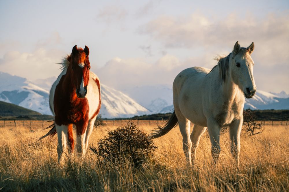 La Patagonia puede ser un territorio clave para la lucha contra el cambio climático La Patagonia puede ser un territorio clave para la lucha contra el cambio climático