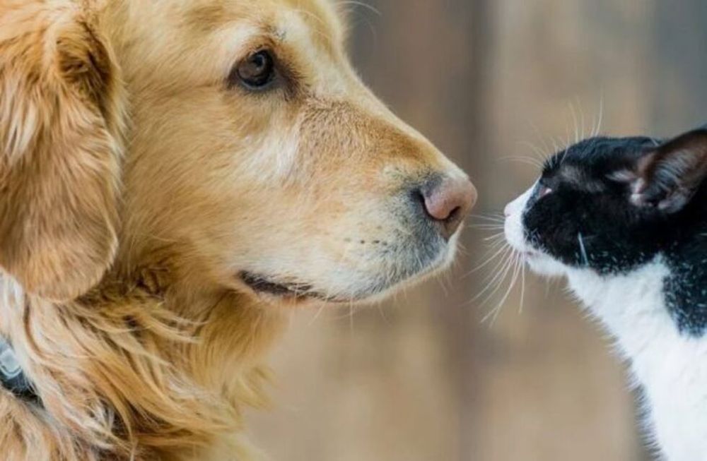 Los perros y gatos que dieron positivo por coronavirus con la variante británica presentaron manifestaciones “atípicas” tales como anomalías cardíacas graves y un profundo deterioro del estado de salud.