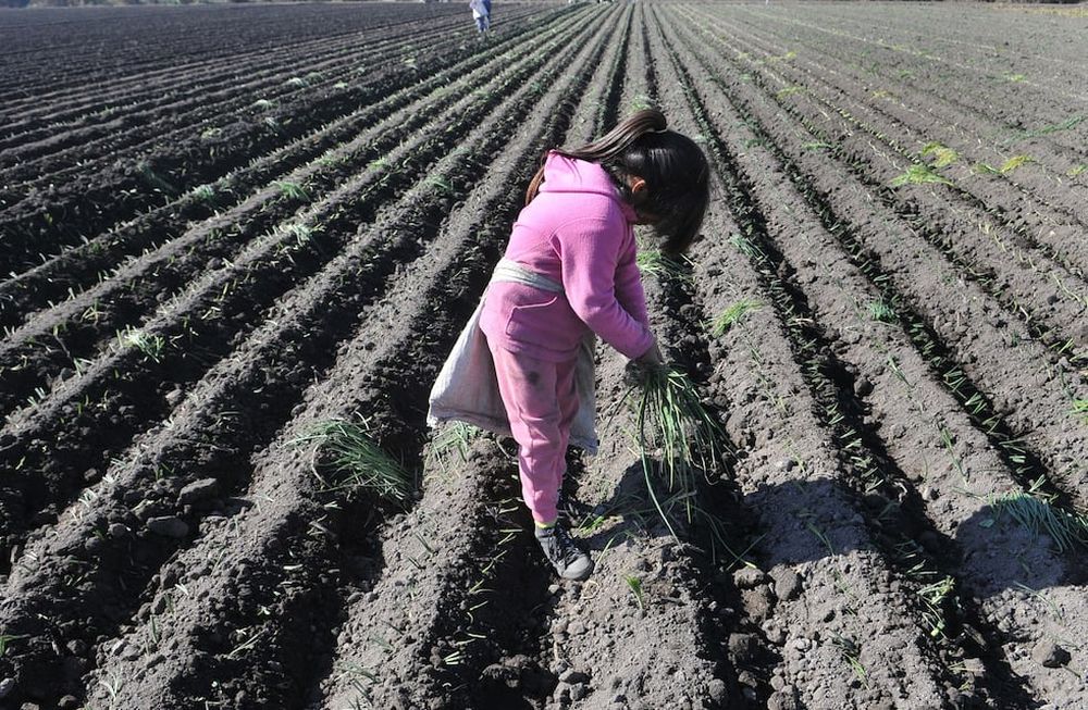 Una obligación urgente en la provincia es bajar a cero la realidad del trabajo infantil en el territorio. / Foto: Claudio Gutierrez / Los Andes