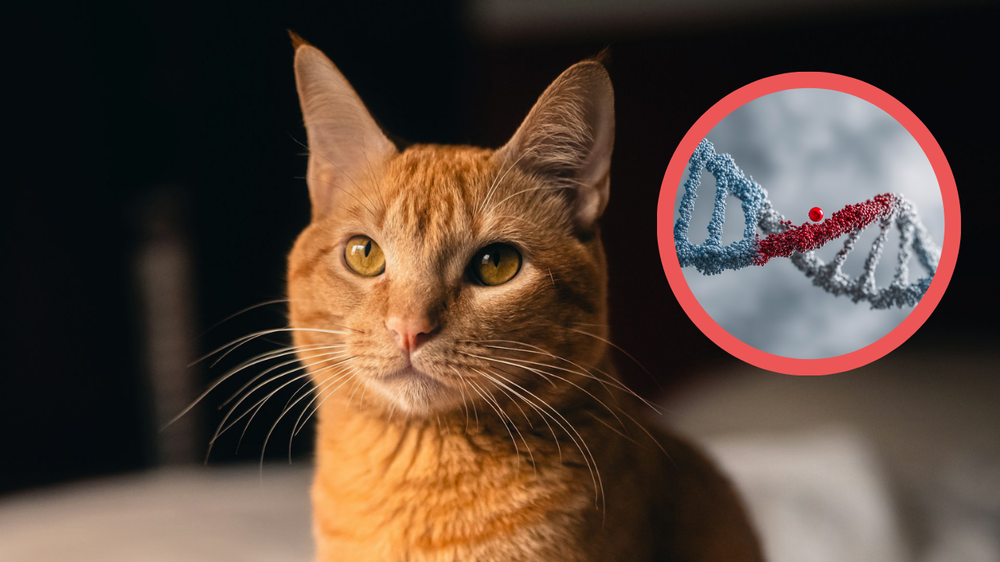 Los gatos naranjas, conocidos por su personalidad única, guardan un secreto en su ADN.