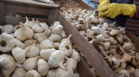 Los Andes | Planteó que el sector ajero necesita que este año el Gobierno nacional aumente los reintegros a la exportación, con el fin de “contener a todos los actores de la cadena de producción”. / Foto: Gustavo Rogé / Los Andes