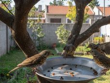 Esta idea convierte el jardín en un pequeño refugio ocasional para distintos pájaros.