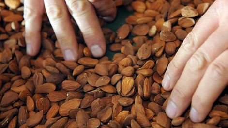 Mañana se desarrollará una jornada virtual sobre manejo de heladas para el sector de frutos secos