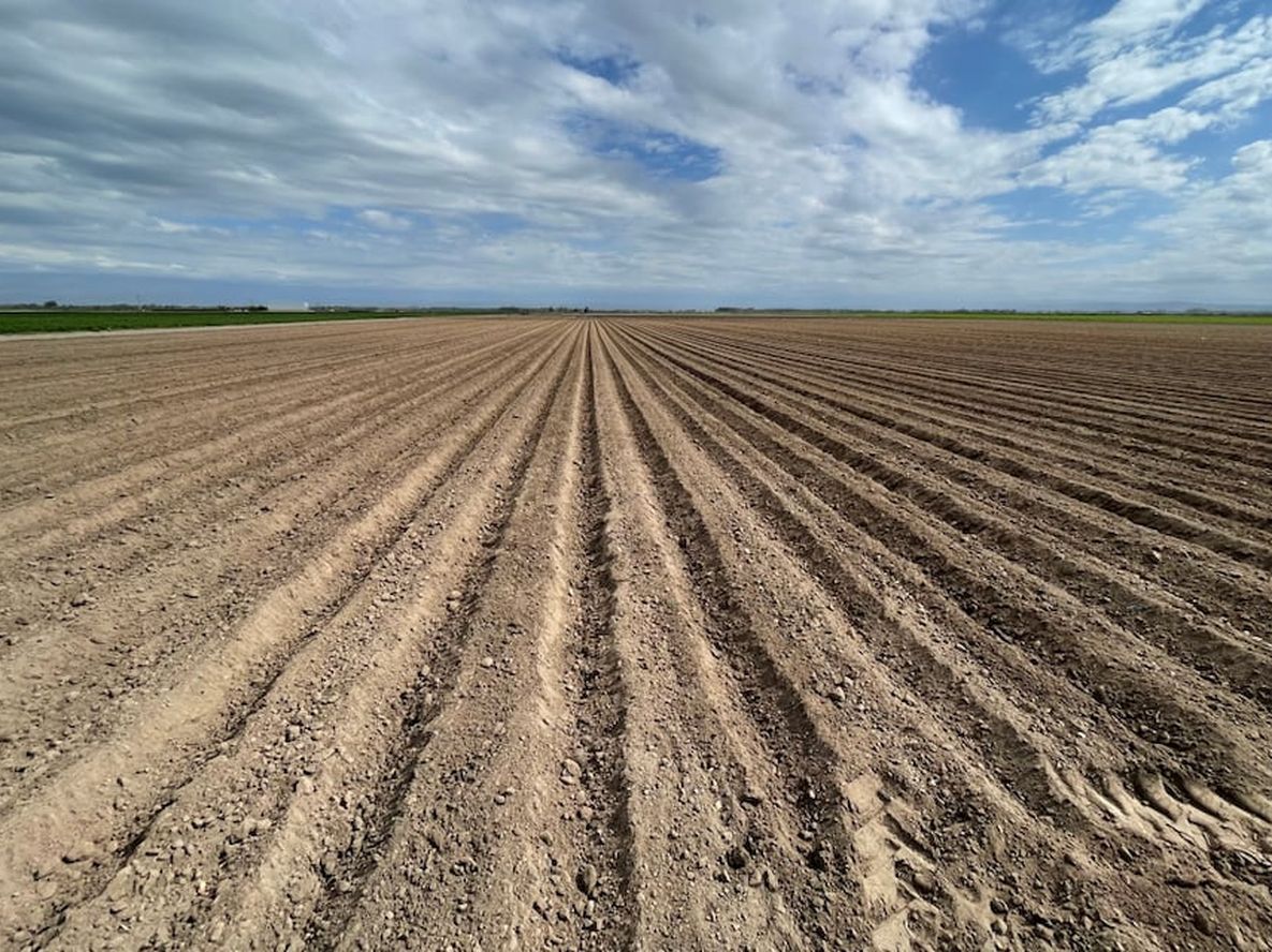 Siembra de ajo: todo lo que tenés que saber para alcanzar el mejor rendimiento