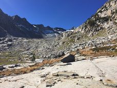 el pequeno mamifero mas buscado: la musarana del monte lyell fue captada por primera vez en 100 anos