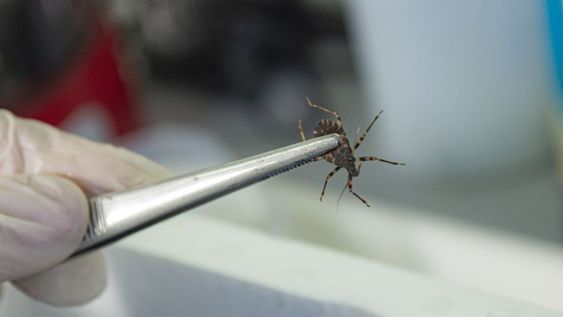 Investigadores detectaron que las vinchucas resistentes a insecticidas tienen menor supervivencia y reproducción. Foto: Conicet.