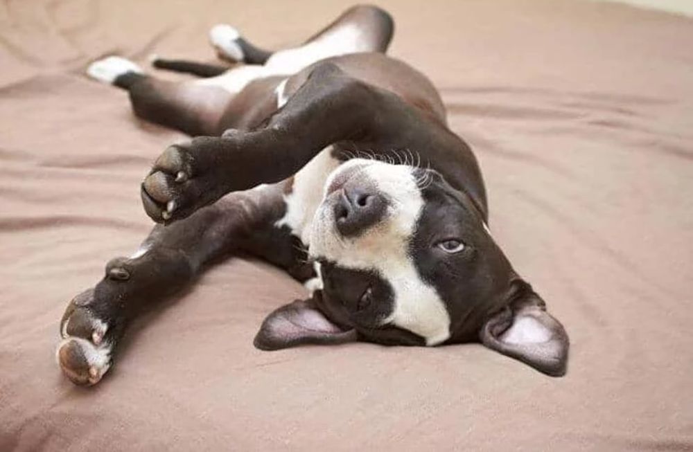Cómo actuar ante convulsiones en perros.