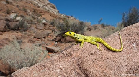 Liolaemus gununakuna, especie endémica de la provincia de Neuquén. Tiene un llamativo color amarillo. Foto/Ignacio Hernández.