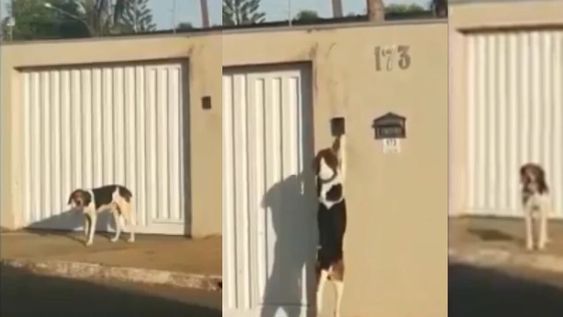 El perro tocaba el timbre y esperaba en la vereda, sus dueños pensaban que eran niños que hacían la broma, hasta que vieron la cámara de seguridad.