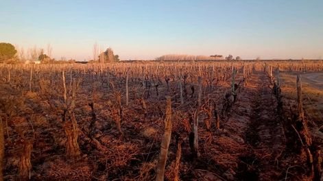 Los Andes | Desde el viñedo familiar, Pellegrini quiere exportar parte de su producción a Rusia y China donde considera que puede existir mercado demandante. / Los Andes