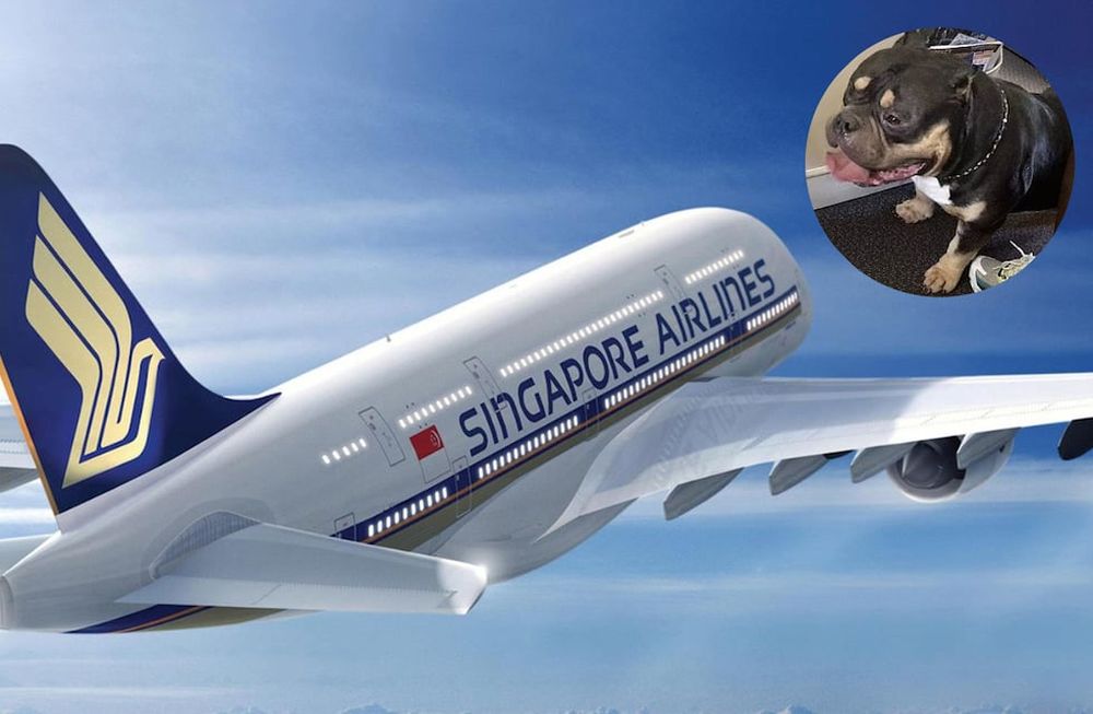 La compañía informó que los clientes que estén sentados junto a un perro de asistencia y soliciten ser trasladados, Singapore Airlines les ayudará a volver a sentarse en la misma cabina si el espacio lo permite. Foto: Singapore Airlines