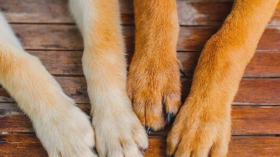 zurdo o derecho: cientificos desarrollaron una forma de descubrir cual es la pata dominante de tu perro