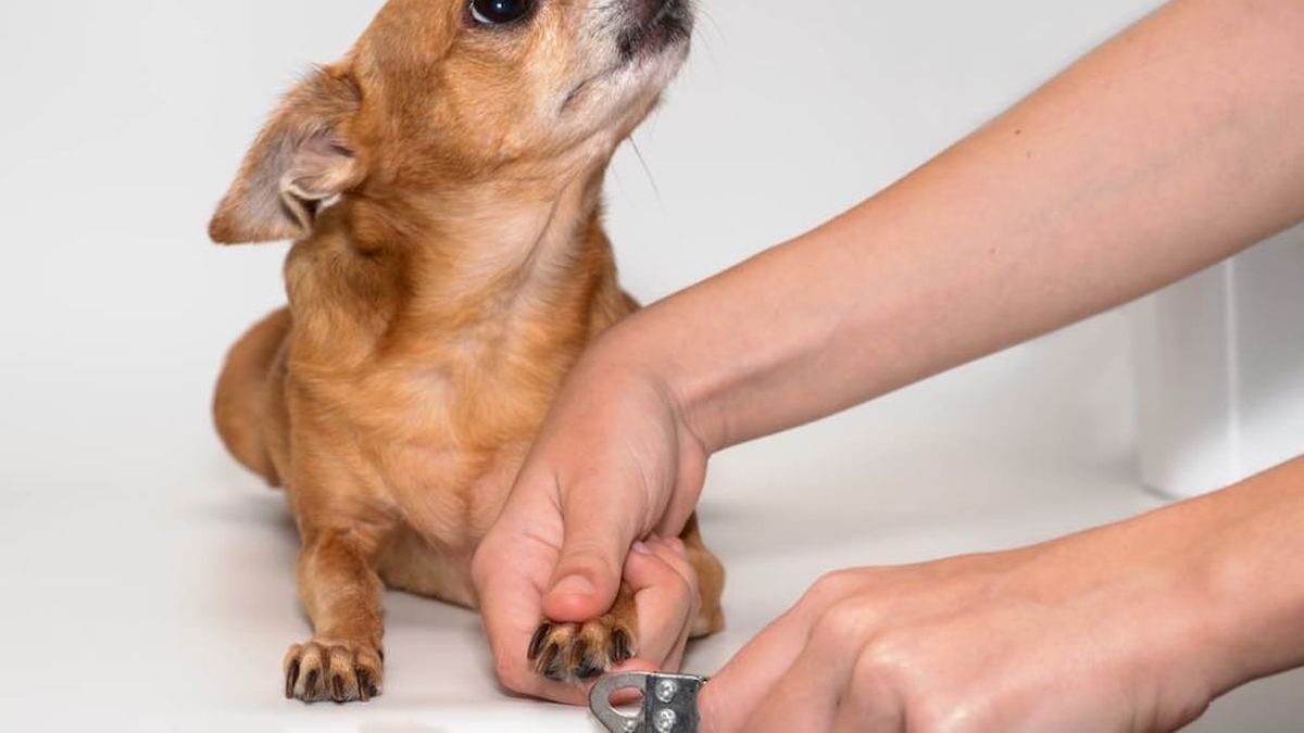cuándo puedes empezar a cortar las uñas de los cachorros