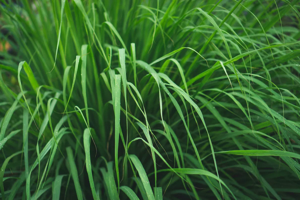 En la jardiner&iacute;a, las plantas del jard&iacute;n como la citronela perfuman naturalmente.