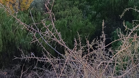 Imagen de Lunlunta (Foto de Pedro Rey).