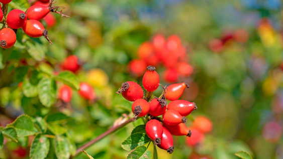 Si ves estos pequeños frutos, no los ignores: se trata de un poderoso alimento antioxidante.