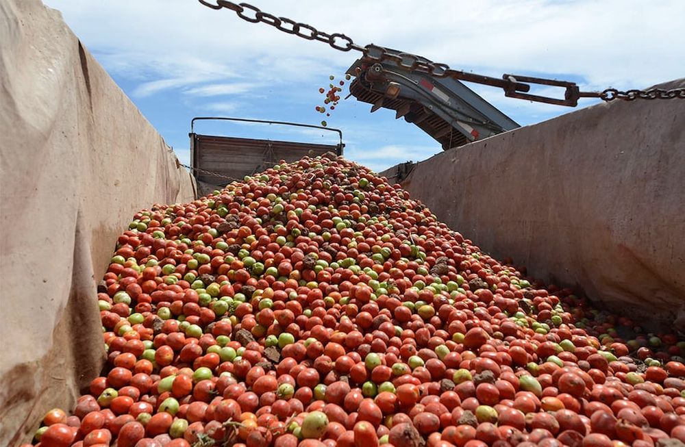 Mendoza y San Juan concentran el 80% de la producción nacional. Foto: Patricio Caneo: Los Andes
