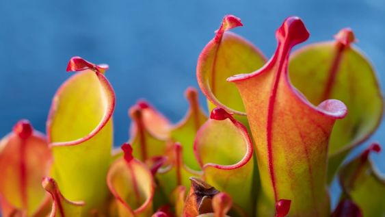 El arte de cultivar plantas carnívoras