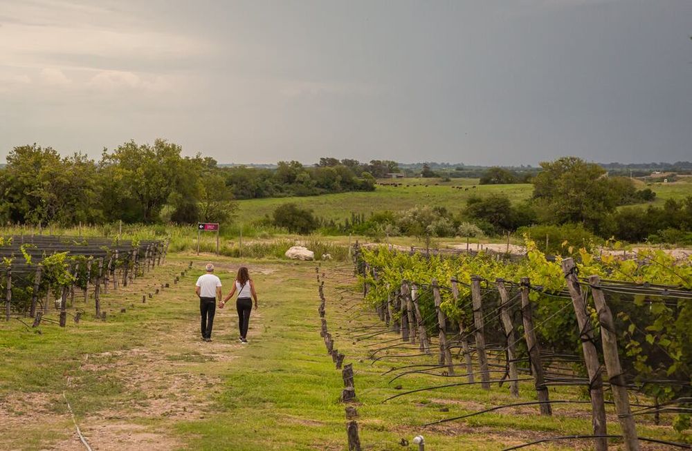 Entre Ríos fue hace casi 100 años la cuarta provincia productora de vino del país. - Gentileza Bodega BordeRío