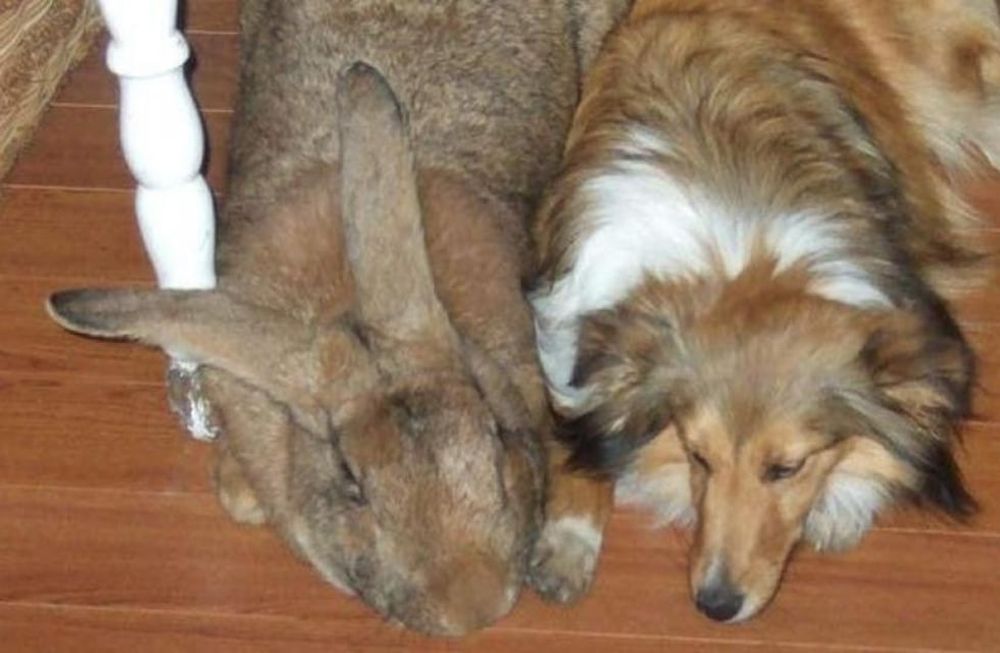Esta especie de conejo se encuentra en Flandes, Bélgica. Foto: Web